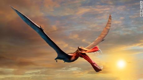 This is an artist&#39;s impression of the pterosaur.