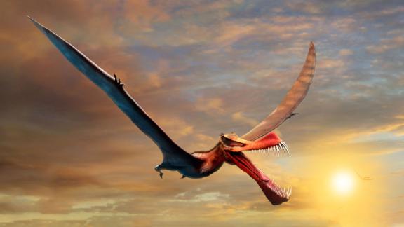 Questa è l'impressione artistica di uno pterosauro.