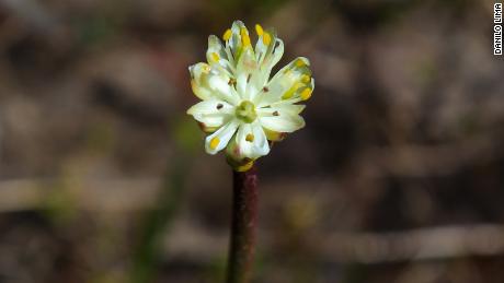 A flowering Triantha occidentalis in a bog at Cypress Provincial Park, British Columbia, Canada.