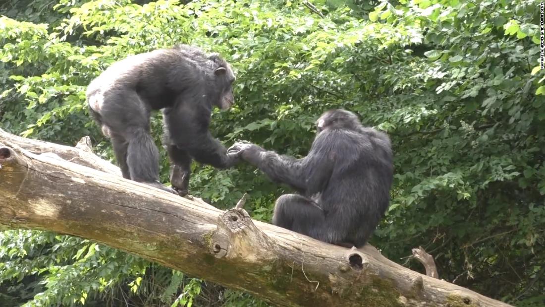 Tyrimai rodo, kad beždžionės, kaip ir žmonės, siekia pasisveikinti ir atsisveikinti