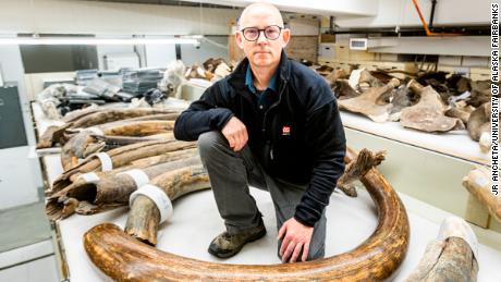 Matthew Wooller of the University of Alaska Fairbanks kneels among a collection of some of the mammoth tusks at the University of Alaska Museum of the North.