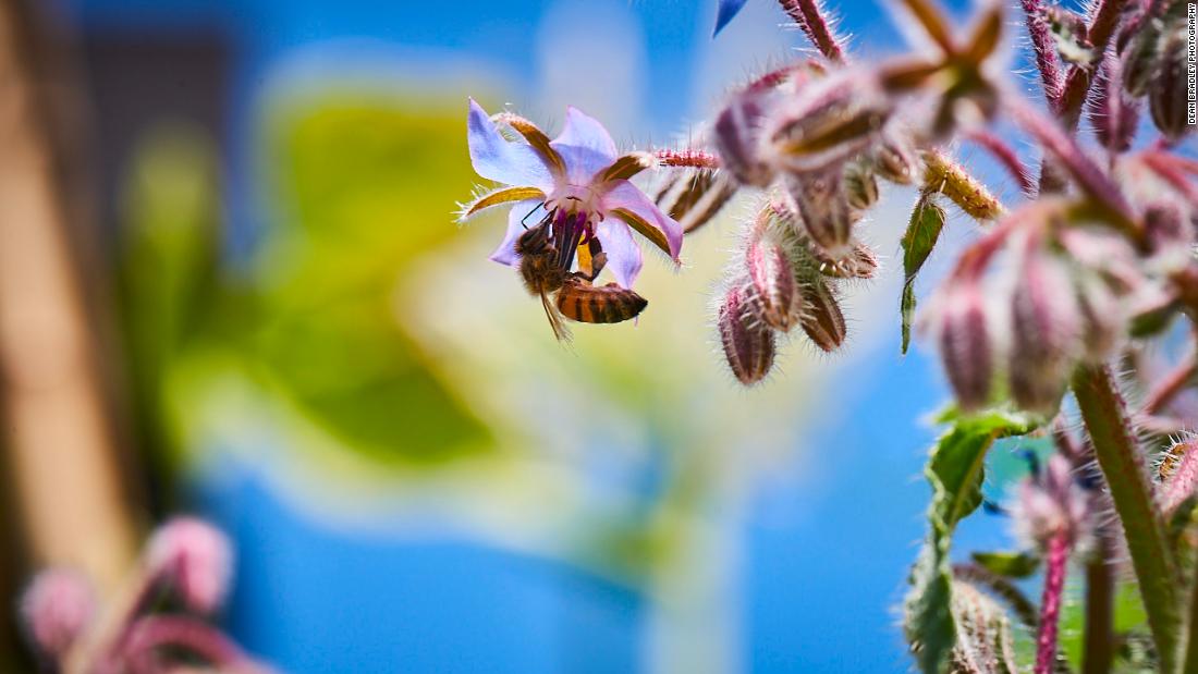 Honeybees buzz around the site, pollinating plants and making sought-after honey -- a key ingredient for the signature vegan crème caramel, which also uses homegrown tiger nuts as a dairy alternative. 