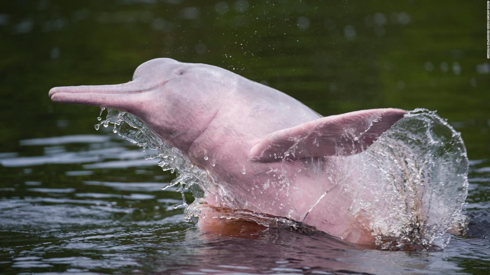 Amazon River Dolphins: Pink Freshwater Dolphins That Eat Piranhas