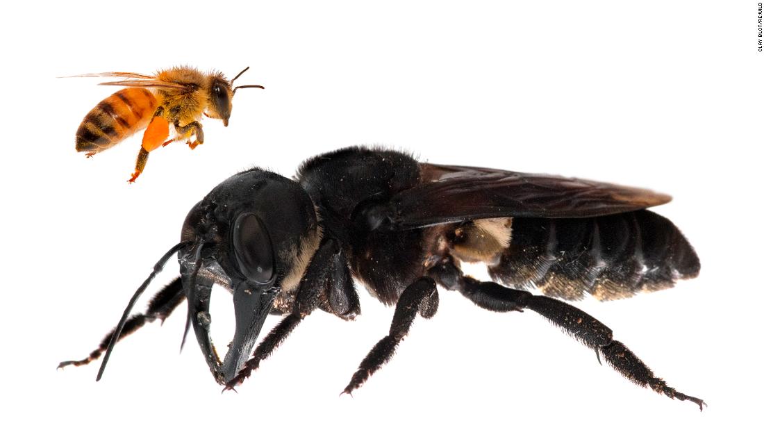 &lt;strong&gt;Wallace&#39;s giant bee&lt;/strong&gt;: This is one of the first images of a living Wallace&#39;s giant bee. It is the world&#39;s largest knowing living bee species -- approximately four times larger than a European honey bee (shown here as a composite for comparison). In 1858, British naturalist Alfred Russel Wallace discovered the giant bee on his last day exploring Bacan, a tropical Indonesian island. He described the bee as &quot;a large, black wasp-like insect, with immense jaws like a stag beetle.&quot; Despite its size, Wallace&#39;s giant bee was not seen again until 1981.  