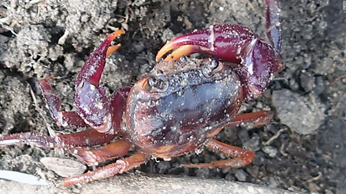 &lt;strong&gt;Sierra Leone crab&lt;/strong&gt;: Not seen since 1955, this crab was &lt;a href=&quot;https://www.rewild.org/press/found-rainbow-hued-land-dwelling-sierra-leone-crab-lost-to-science-for-66&quot; target=&quot;_blank&quot;&gt;rediscovered&lt;/a&gt; last month near Sugar Loaf Mountain in a national park in Sierra Leone. It is the eighth species to be found on Re:wild&#39;s list. With its purple claws, the Sierra Leone crab is colorful -- but doesn&#39;t spend much time in water. Instead, it lives between rock crevices, burrows in trees, and in the ground. Pierre A. Mvogo Ndongo, a researcher at the University of Douala in Cameroon, spent three weeks searching for the crab, following leads based on interviews with local community members. 