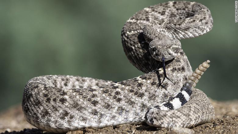 Rattlesnakes change their rattle frequency based on nearby threats, a study finds