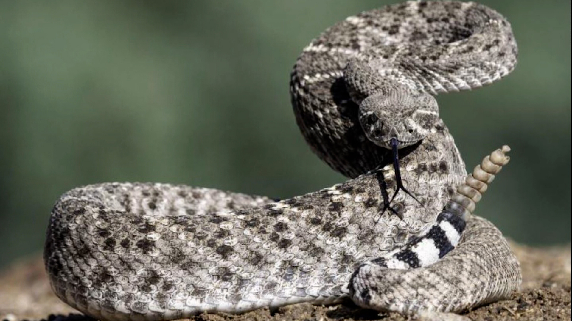 Las serpientes cascabel pueden elevar la frecuencia su sonido hasta 100 hertz - CNN Video