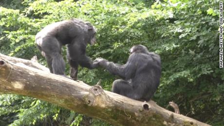 Estos grandes simios comparten un saludo, al igual que los humanos 