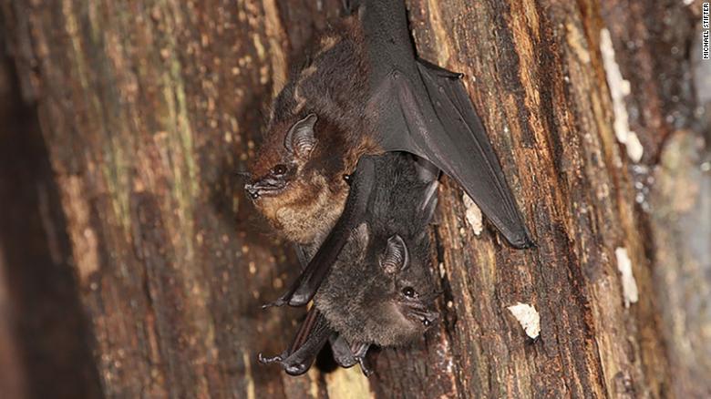 Infant bats babble, just like human babies, study finds