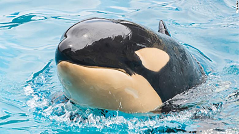 The youngest orca at SeaWorld San Diego just died suddenly