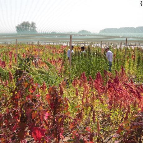 Quinoa crops in the Dubai desert