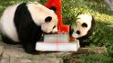 Giant panda cub celebrates first birthday with 2 &#39;cakes&#39;