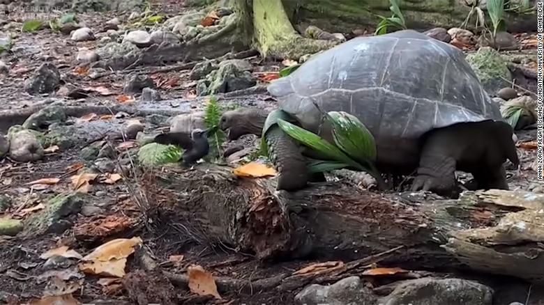 Giant tortoise seen attacking and eating baby bird for first time in the wild in ‘horrifying’ incident