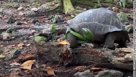 Giant tortoises are the largest herbivores on the Galapagos and Seychelles islands.