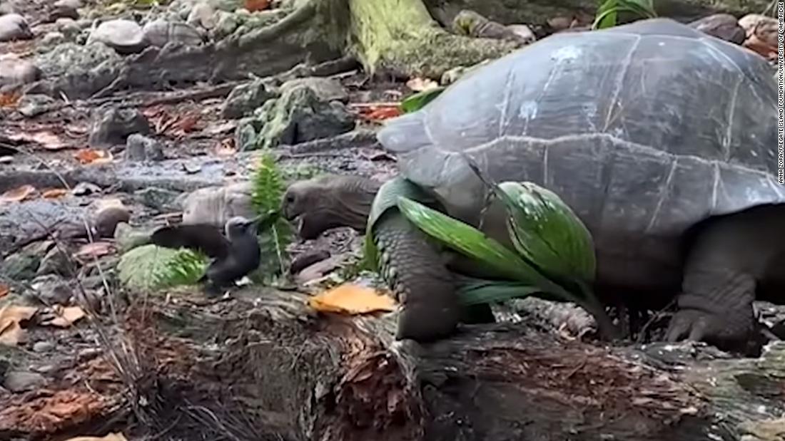 Giant tortoise seen attacking and eating baby bird for first time in the wild in 'horrifying' incident