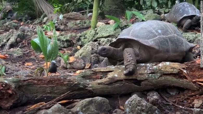 Giant tortoise seen attacking and eating baby bird for first time in ...