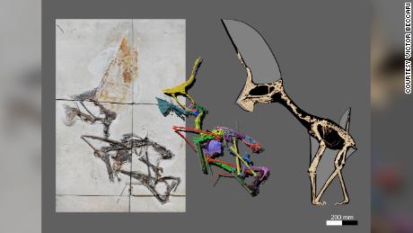 A CT-scan data allowed researchers to rescontruct the pterosaur, including its impressive head crest.