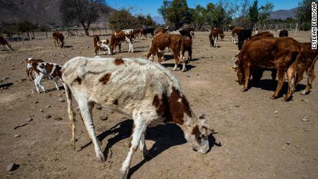 A malnourished cow on a drought-affected ranch in Putaendo, Chile, on September 23, 2019.