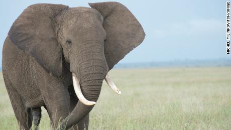Elephants can move their trunks with almost infinite degrees of freedom, combining about 20 basic movements to carry out more complicated maneuvers.