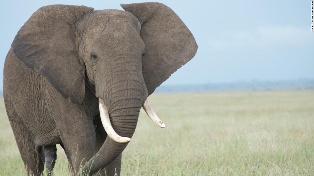 Understanding elephant trunks could be a breakthrough for robotics