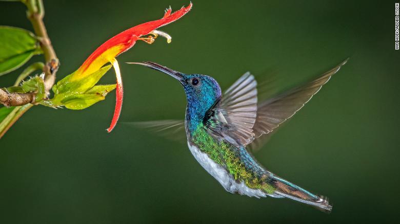 What Does A Baby Hummingbird Look Like Hummingbirds Info | Hot Sex Picture