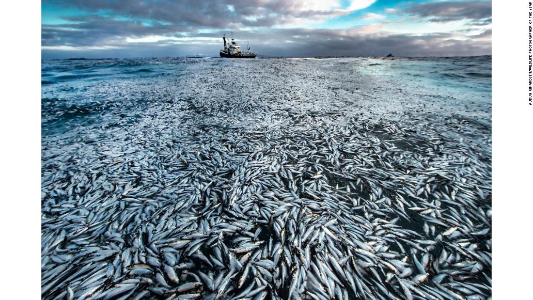 Norwegian photographer Audun Rikardsen&#39;s image of a slick of dead and dying herrings was used as evidence in a court case against the owner of a fishing boat.