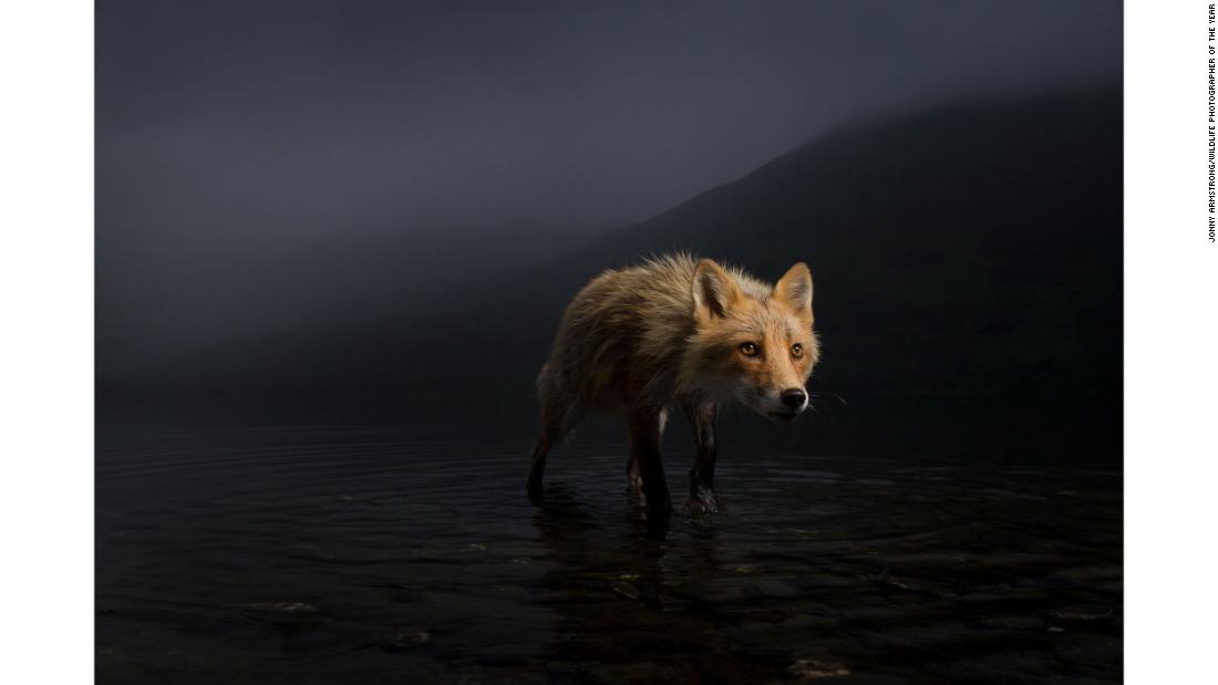 US photographer Jonny Armstrong captured this fox searching for salmon carcasses in Alaska.