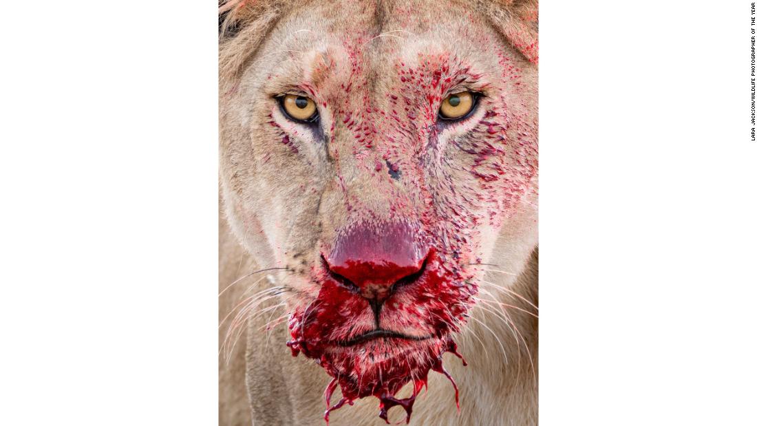 This image of a lioness dripping with bright red blood was taken by British photographer Lara Jackson in the Serengeti National Park, Tanzania.&lt;br /&gt;