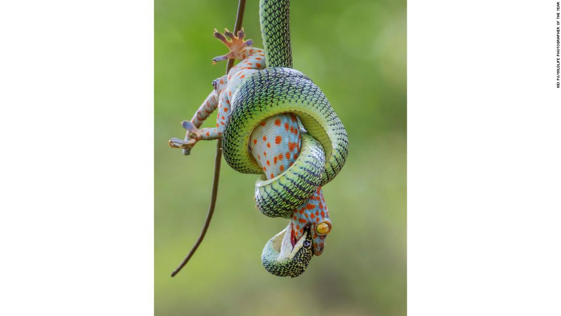 Wei Fu, from Thailand, captured this struggle between a golden tree snake and a red-spotted tokay gecko.