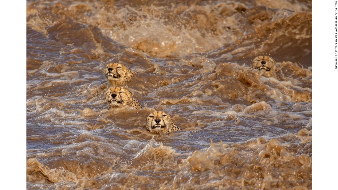 Sri Lankan-Australian photographer Buddhilini de Soyza feared these male cheetahs wouldn&#39;t make it out of a flooded river in Masai Mara, Kenya.