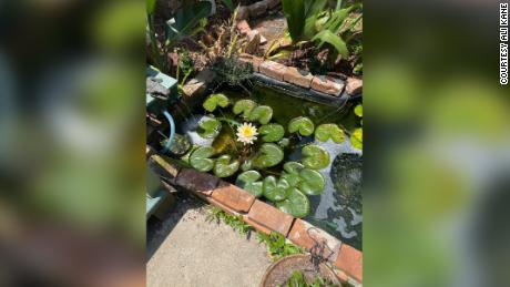 The koi pond in Alexandra&#39;s yard.