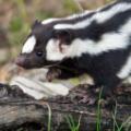 Say hello to handstanding spotted skunks, 'the acrobats of the skunk ...