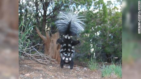 A spotted skunk is shown doing its signature handstand.