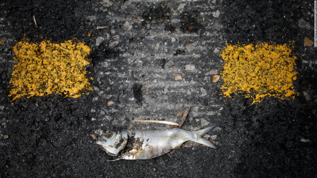 A dead fish lies on a road in Leeville, Louisiana, on August 31.