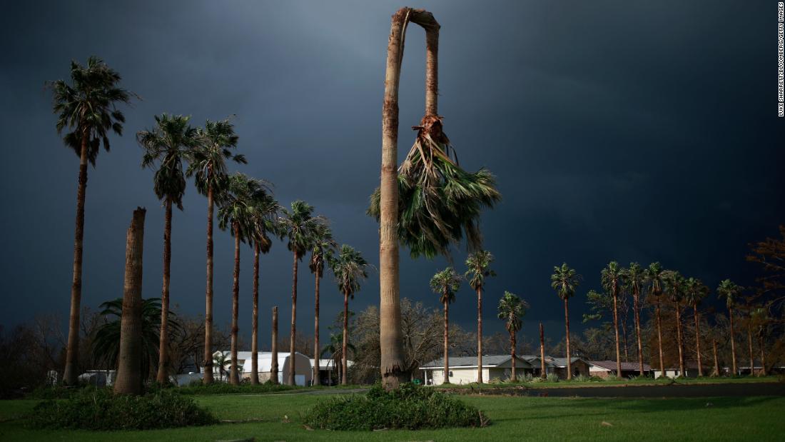 A palm tree is bent in half in Galliano, Louisiana, on Tuesday.