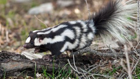 Spotted skunks are full of spunk.