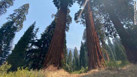 Majestic sequoia trees can live for thousands of years. Climate change could wipe them out