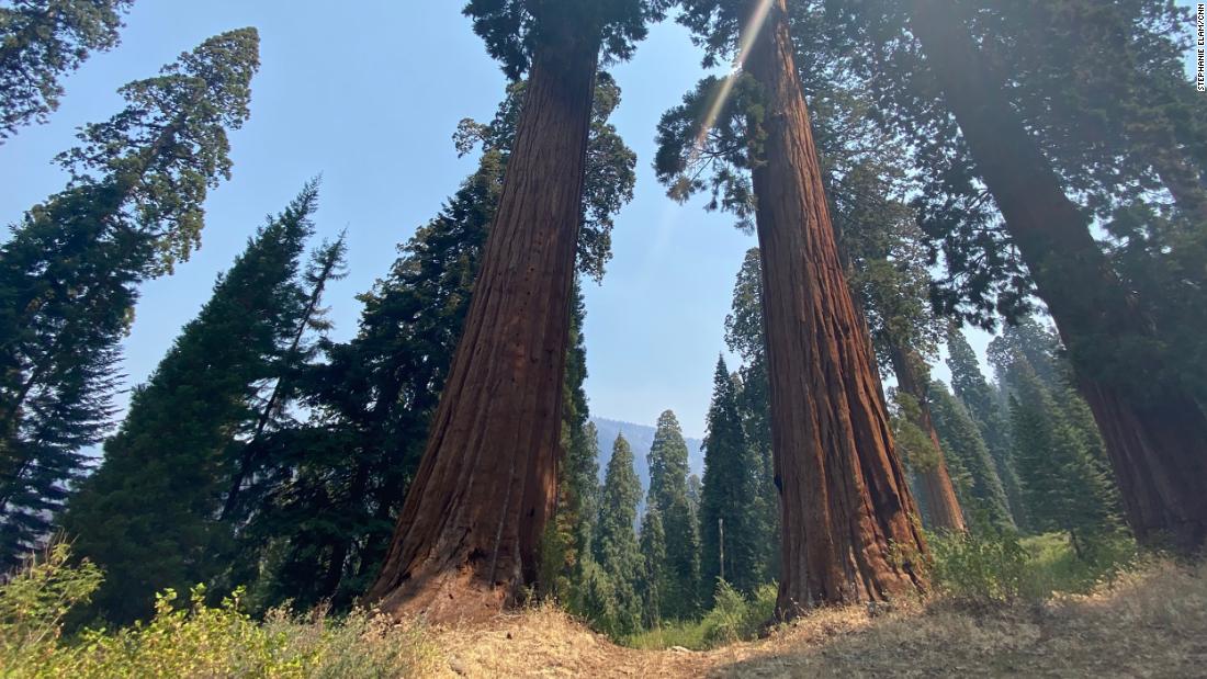 Majestic sequoia trees can live for thousands of years. Climate change could wipe them out