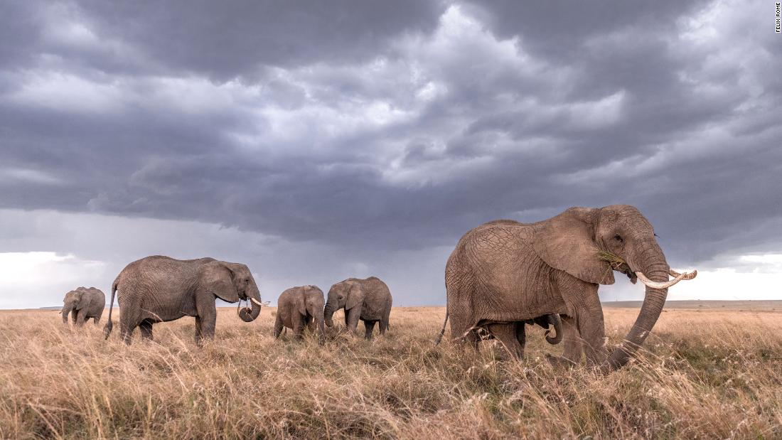 'I felt like I was the only tourist in Kenya': How photographer Felix Rome got the wildlife pictures of a lifetime