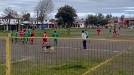 Perro invade un campo de fútbol y mete 1 gol (+Video)