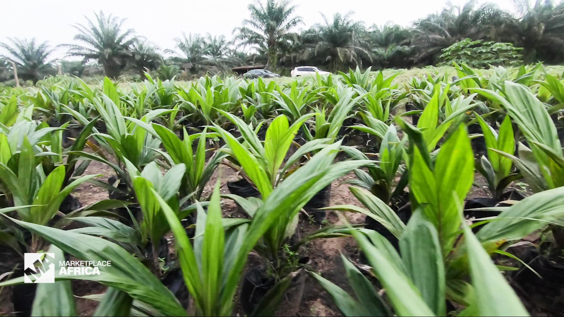 How Nigeria hopes to bolster its palm oil industry - CNN Video