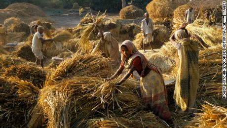 Low caste women threshing corn at a village near Lucknow, northern India.