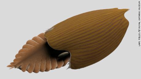 Giant &#39;swimming head&#39; creature lived in our oceans 500 million years ago