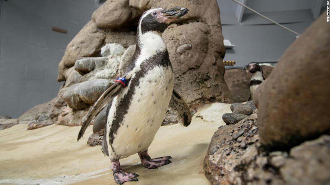 The world lost one of its oldest penguins at the Oregon Zoo. Mochica was 31