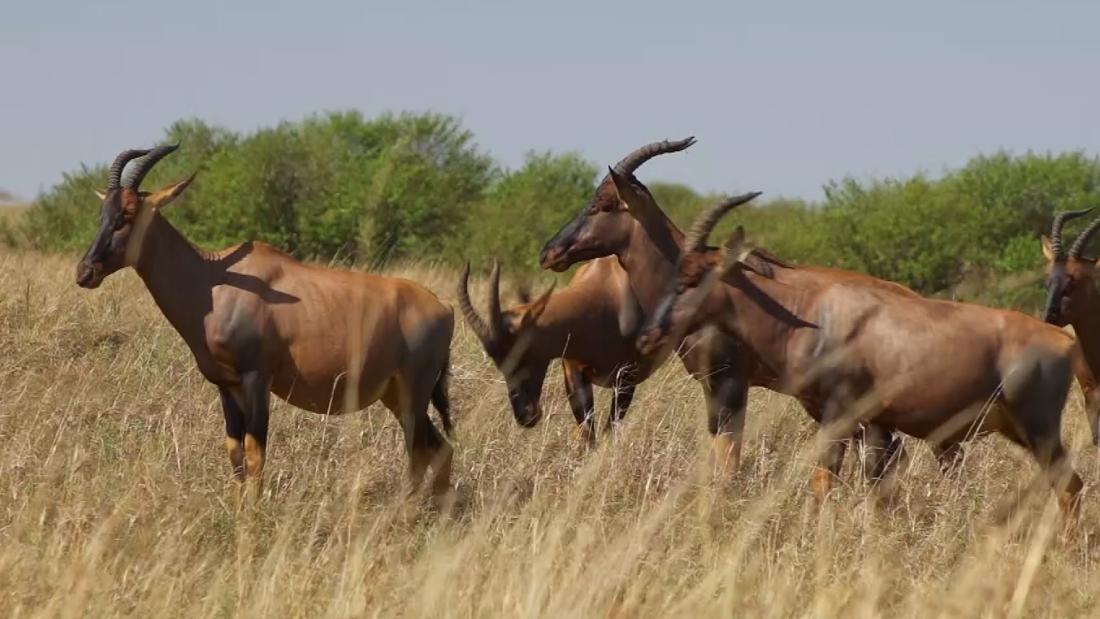 For some Kenyans, a precious resource becomes a food source - CNN Video