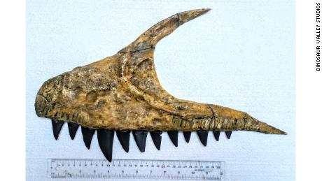 The fossilized jaw was found at the State Geological Museum in Tashkent, Uzbekistan.