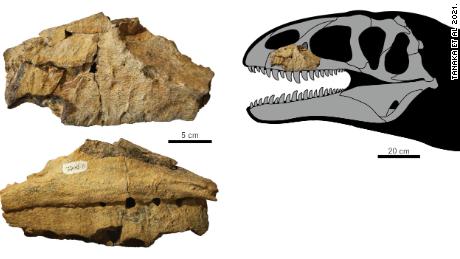 The fossil was discovered in the 1980s, but it was only with further analysis that paleontologists concluded that it was a previously unknown species of dinosaur.