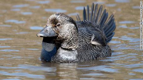 Researchers recorded a musk duck, like this one, saying something unusual.