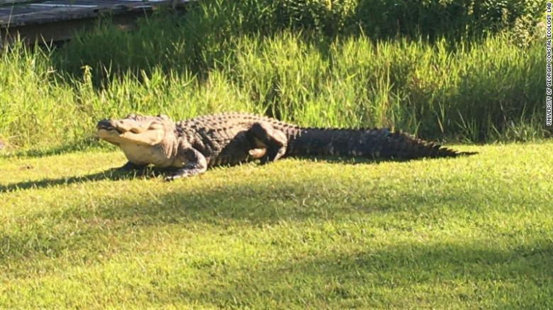 Okefenokee Joe, a massive alligator estimated to have been around since WWII has died