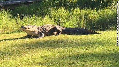 Alligator &#39;Okefenokee Joe&#39; has passed away due to old age, according to the Coastal Ecology Lab.